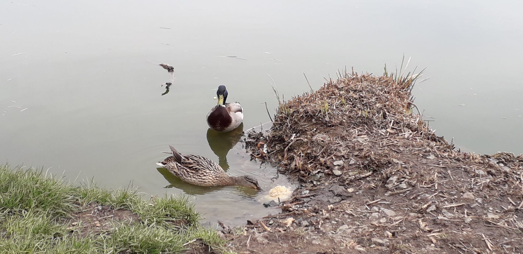 Bez vody by nebylo ani v Praze života