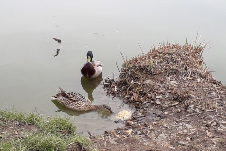 Bez vody by nebylo ani v Praze života